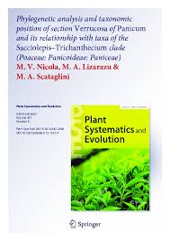 Image result for Panicum gracilicaule