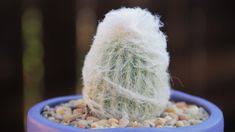 The best succulents in town! Cactus Center Cactuscenter Profile Pinterest