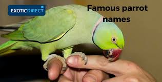 Free fire will search and see if your entered name is available. Parrot Names Male Female Famous And Not So Famous Exoticdirect