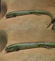 Check spelling or type a new query. Major Skink Bellatorias Frerei 2020 05 24 Zoochat