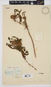 Image result for Geigeria schinzii