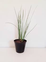 Image result for Juncus kraussii