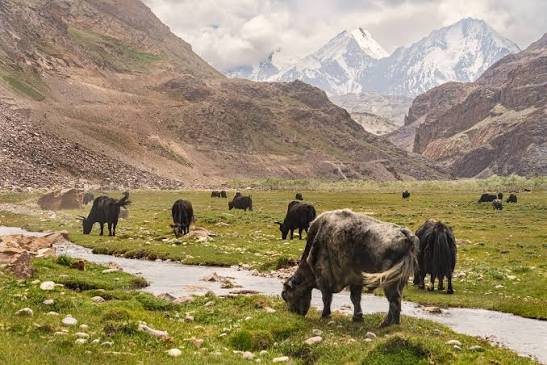 Yak Population In Ladakh's Nubra Rises 20 Pc, Authorities Push For Conservation