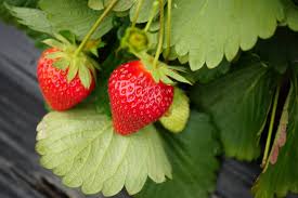 More images for where to plant strawberries in the garden » Growing Strawberries Home Garden Information Center