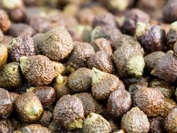 Image result for Aframomum mala