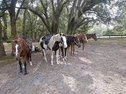 Get directions, reviews and information for cactus jack's trail rides in ocala, fl. Cactus Jack S Trail Rides Ocala Aktuelle 2021 Lohnt Es Sich Mit Fotos