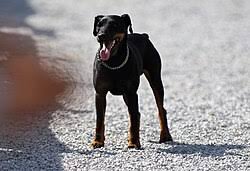 Image result for jagdteriér