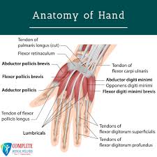 Hand tendons diagram u2014 untpikapps. How Do Our Hand Actually Work Muscular System Repetitive Strain Injury Body Anatomy