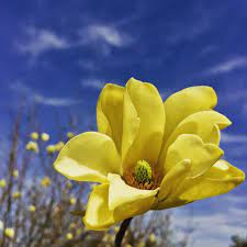 Love Magnolias Try Our Magnolia Butterflies With Beautiful Yellow Flowers That Won T Fade Tankardnurseries Wholesal Yellow Flowers Magnolia Flower Magnolia