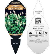 Image result for Tinnea coerulea