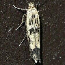 Image result for Scythris crypta