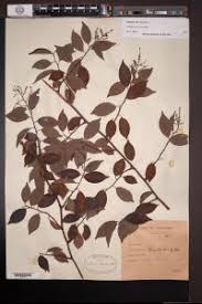 Image result for Embelia libeniana