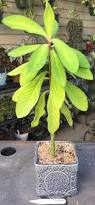 Image result for Euphorbia umbellata