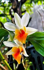 Image result for Calyptrochilum