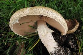 Benefits of Psilocybin Microdosing in Canada being Researched