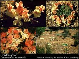 Image result for Goodeniaceae