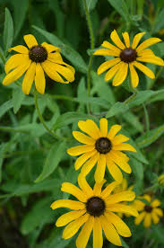 Image result for Rudbeckia hirta