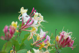 Birth Month Flowers and Meanings - Parade: Entertainment, Recipes, Health,  Life, Holidays