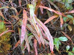 Image result for Oleandra distenta