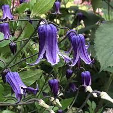 We did not find results for: Clematis Roguchi Buy Clematis Perennials Online
