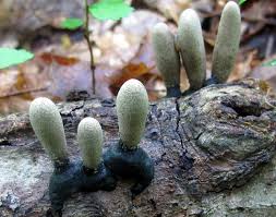 Image result for Xylaria polymorpha