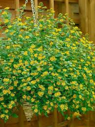 Image result for foto Vitálka