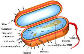 Labeled Prokaryotic Cell Diagram Definition Parts And Function Biology Brain