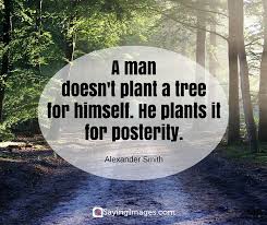 25 Best Tree Quotes Sayingimages Com I took a walk in the woods and came out taller than the trees. 25 best tree quotes sayingimages com