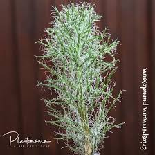 Image result for Eriospermaceae