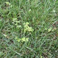 Check spelling or type a new query. Balarii In Gazon Oxalis Stricta Botanistii