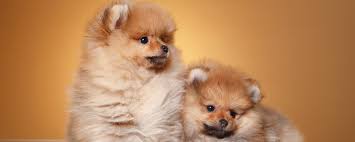 Browse photos and descriptions of 1000 of florida pomeranian puppies of many breeds available right now! Pomeranian Puppies For Sale By Love My Puppy In Boca Raton