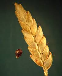 Image result for Pycreus flavescens