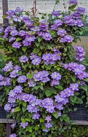 It has gotten more beautiful every year and has even seeded a couple of progeny. Products Bluebird Nursery Inc