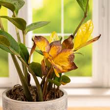 Image result for Jasmine Yellow 1994 Reliant