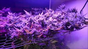 Complete review of king plus 1200w full spectrum led grow light including real life user's opinion. Scrog Update 7 Using King Plus 1000w Led Grow Light Youtube