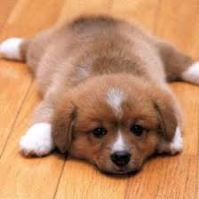 Gabrielle Lowe (gl232994)