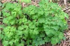 With its round leaves and white flowers, daisies spread. Easy Guide To Identify Common Flowering Lawn Weeds Lawnscience