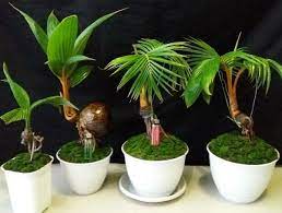 8 cara membuat bonsai kelapa bercabang. 6 Langkah Buat Bonsai Kelapa Diy Propertyguru Malaysia