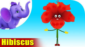 Phir jo bhi videos full chhaye dm karo. Hibiscus Flower Song 4k Appu Series Youtube