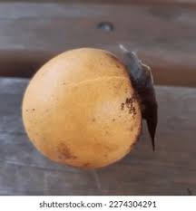 Image result for Vangueria madagascariensis