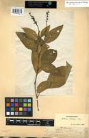 Image result for Hilleria latifolia