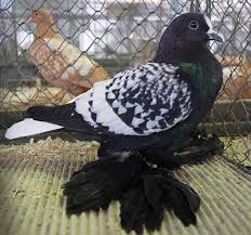 Black And White Pigeon Name Saxon White Tail Pigeons Fall Pigeon Breeds Pigeon Pictures Pigeon