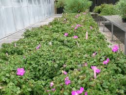 Image result for Dissotis alata