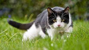 toksoplazma kedi besleme oraninin dusuk oldugu bolgelerde daha cok goruluyor cats outside animals domestic cat