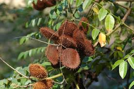 Image result for Guilandina bonduc