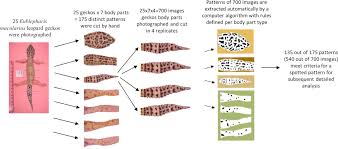 Maybe you would like to learn more about one of these? Capturing And Analyzing Pattern Diversity An Example Using The Melanistic Spotted Patterns Of Leopard Geckos Biorxiv