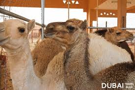 The camel market in al ain (abu dhabi, u.a.e.) is a lively affair. Lots Of Camels At The Al Ain Camel Market Dubai Travel Blog