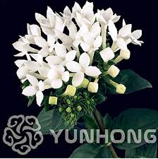 Image result for Bouvardia longiflora