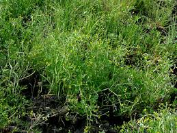 Image result for Ranunculus multifidus