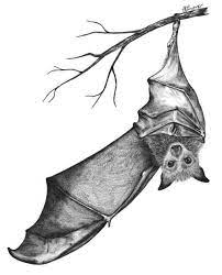 Pin By Augusta Ferreira On Tattoos Bat Tattoo Tattoos Bat Art